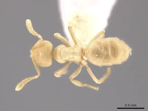 Acropyga parvidens - CASENT0630114