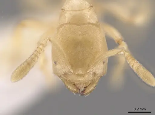 Acropyga parvidens - CASENT0630114