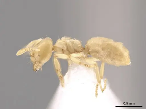 Acropyga parvidens - CASENT0630114