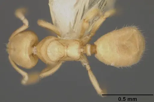 Acropyga romeo specimen