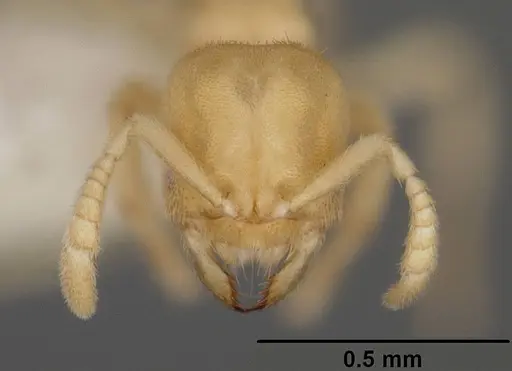 Acropyga romeo specimen
