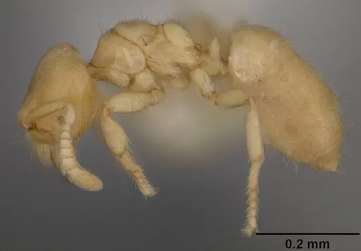 Acropyga romeo specimen