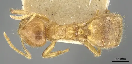 Acropyga rubescens specimen