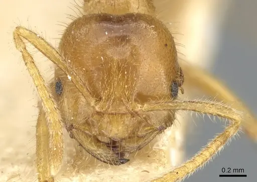 Acropyga rubescens specimen