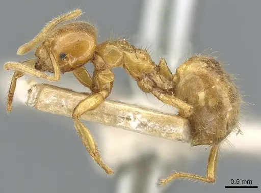 Acropyga rubescens specimen