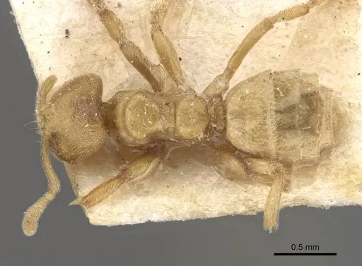 Acropyga sauteri specimen