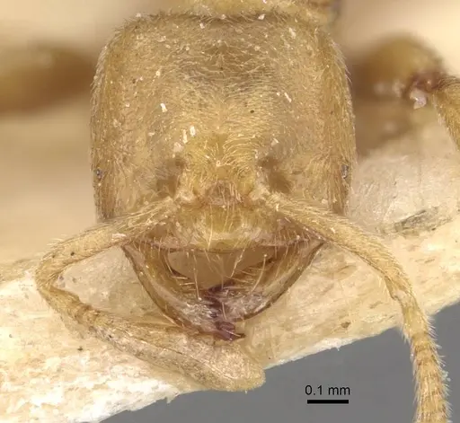 Acropyga sauteri specimen