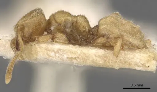 Acropyga sauteri specimen