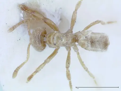 Acropyga sauteri - FOCOL0156