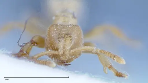 Acropyga sauteri - FOCOL0156