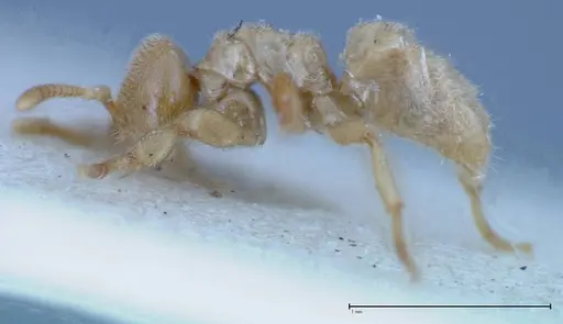 Acropyga sauteri - FOCOL0156