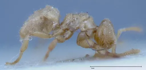 Acropyga sauteri - FOCOL0156