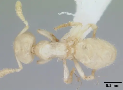 Acropyga smithii specimen