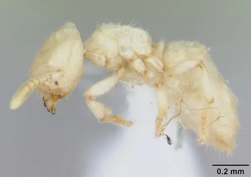 Acropyga smithii specimen