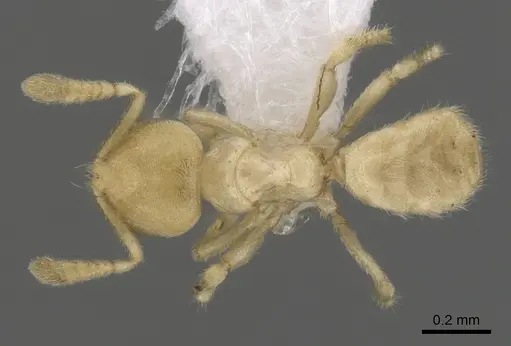 Acropyga smithii - CASENT0249924