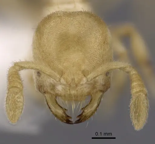 Acropyga smithii - CASENT0249924