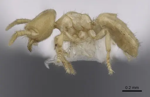 Acropyga smithii - CASENT0249924