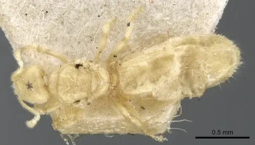 Acropyga smithii - CASENT0903181