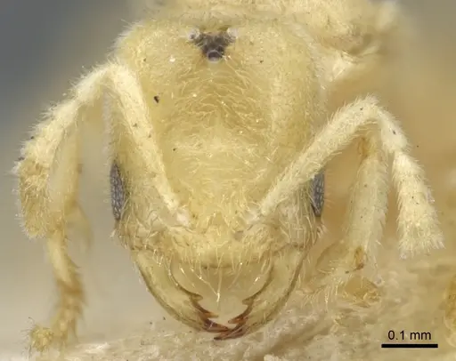 Acropyga smithii - CASENT0903181