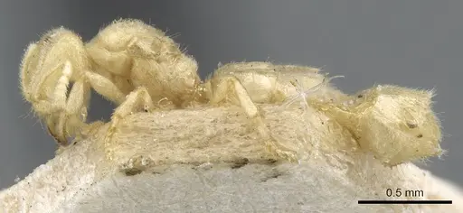 Acropyga smithii - CASENT0903181