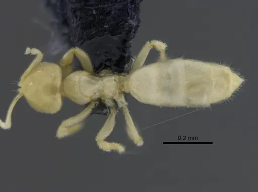 Acropyga smithii - CBUMAGENT41826