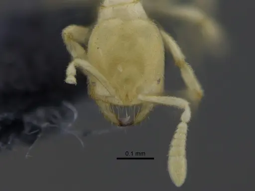 Acropyga smithii - CBUMAGENT41826