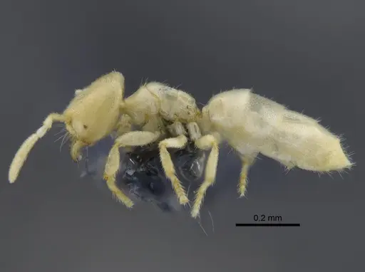 Acropyga smithii - CBUMAGENT41826