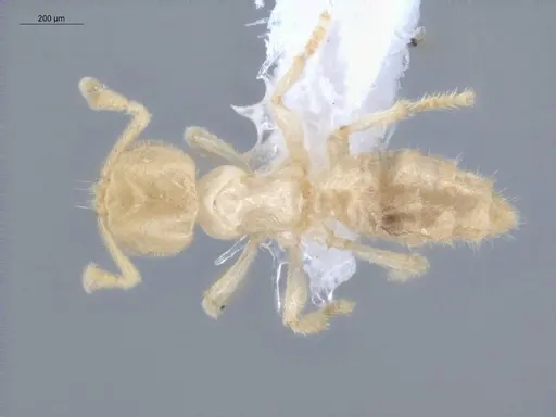 Acropyga smithii - ECOFOG-IT14-0960-29