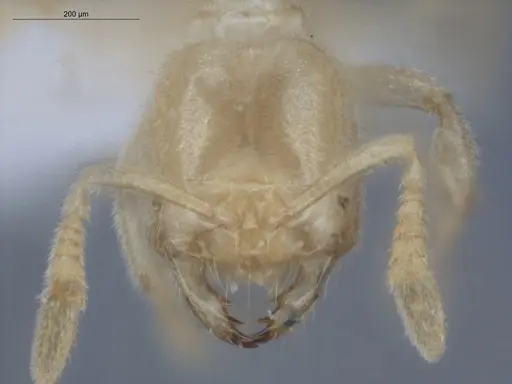 Acropyga smithii - ECOFOG-IT14-0960-29