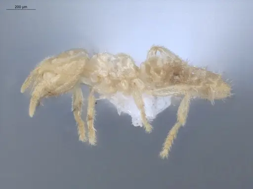 Acropyga smithii - ECOFOG-IT14-0960-29