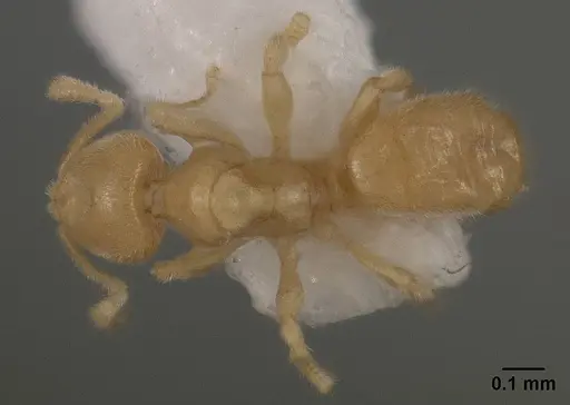 Acropyga smithii - USNMENT01124202