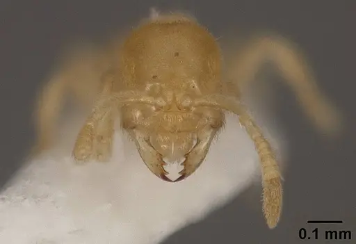 Acropyga smithii - USNMENT01124202