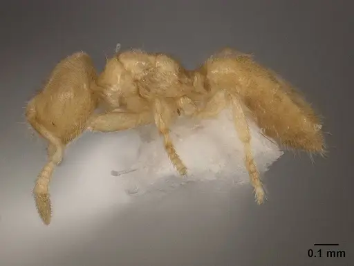 Acropyga smithii - USNMENT01124202