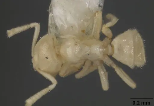 Acropyga stenotes specimen