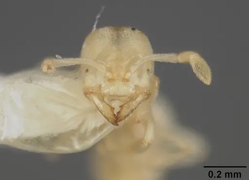 Acropyga stenotes specimen