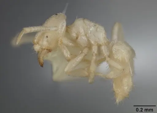 Acropyga stenotes specimen