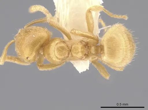 Acropyga tricuspis specimen