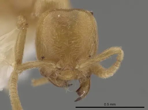 Acropyga tricuspis specimen