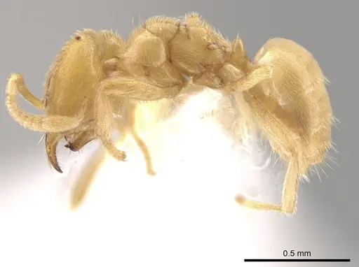 Acropyga tricuspis specimen