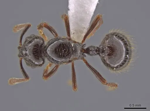 Adelomyrmex anxiocalor specimen