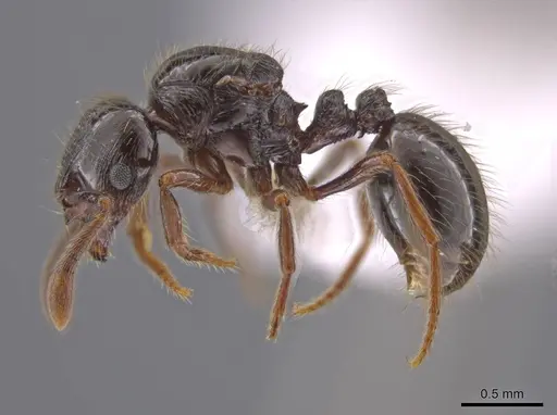 Adelomyrmex anxiocalor specimen