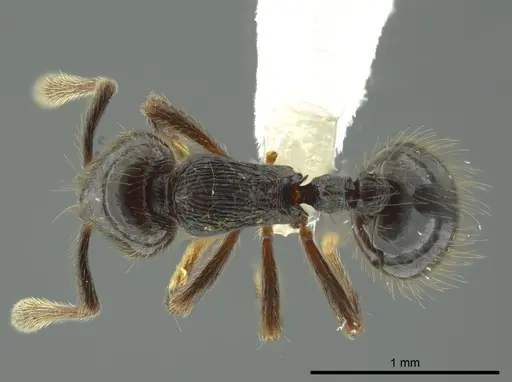 Adelomyrmex anxiocalor - CASENT0615104