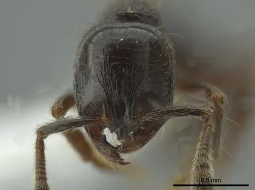 Adelomyrmex anxiocalor - CASENT0615104