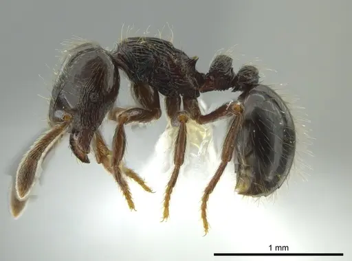 Adelomyrmex anxiocalor - CASENT0615104