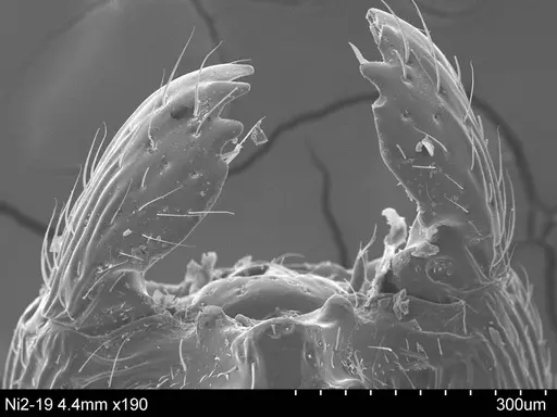 Adelomyrmex anxiocalor - CASENT0631962