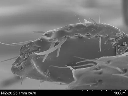 Adelomyrmex anxiocalor - CASENT0631962