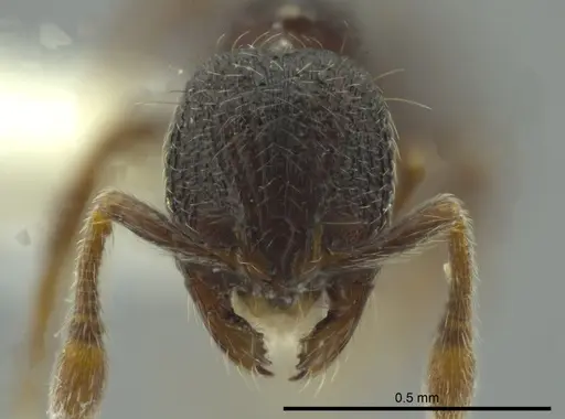 Adelomyrmex betoi specimen