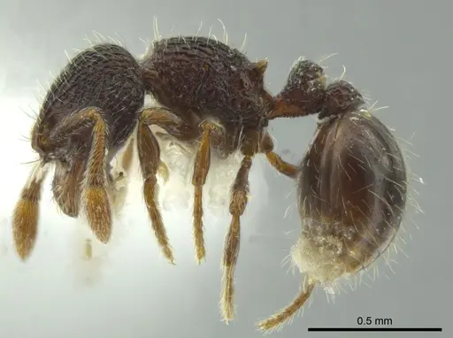 Adelomyrmex betoi specimen