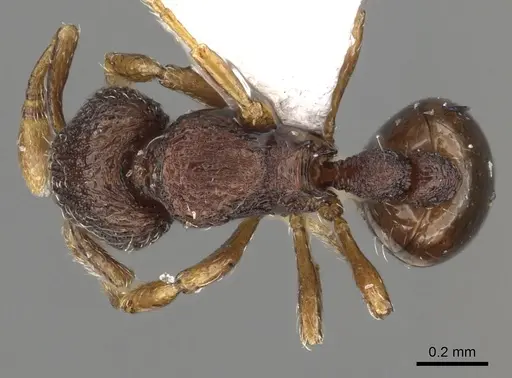 Adelomyrmex betoi - CASENT0901019