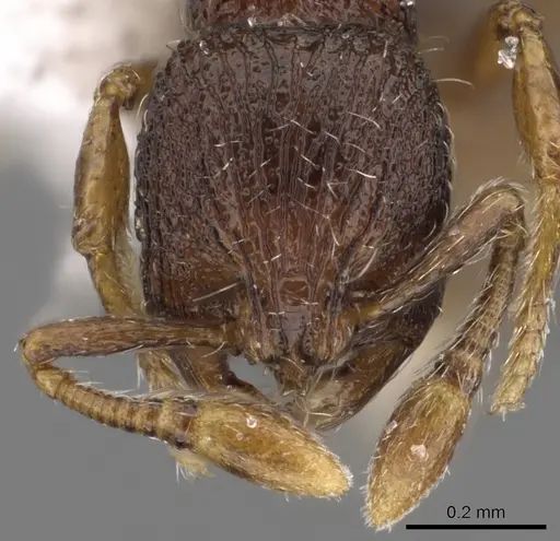 Adelomyrmex betoi - CASENT0901019